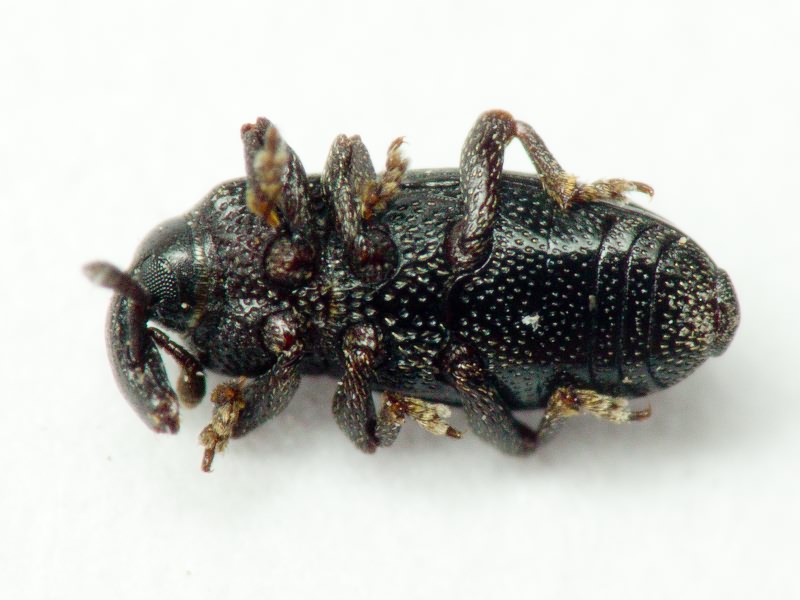 Melanobaris dalmatina (H. Brisout, 1870)